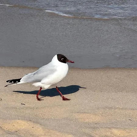 Ostseebad 5 Mit Suedterrasse Apartment